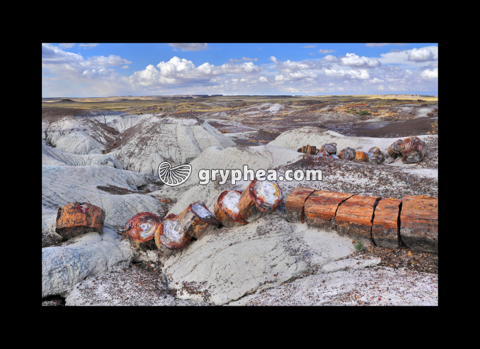Tronc pétrifié (Petrified forest, AZ) - gryphea.com
